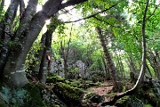 35 Bel sentiero nel bosco di faggeta anche tra pietroni